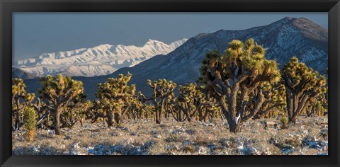 Framed Panoramic View Of Joshua Trees In The Snow Print