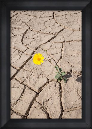 Framed Single Flower Around Mud Patterns Print