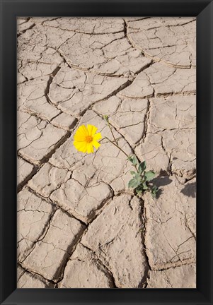 Framed Single Flower Around Mud Patterns Print