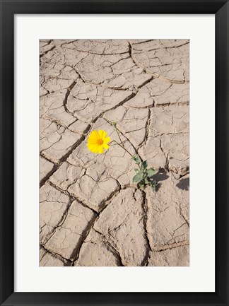 Framed Single Flower Around Mud Patterns Print