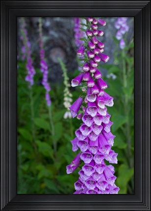 Framed Closeup Of Foxglove Flower Print