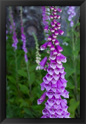 Framed Closeup Of Foxglove Flower Print