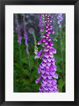 Framed Closeup Of Foxglove Flower Print