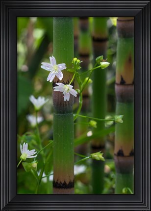 Framed Horse Tail Flowers Print