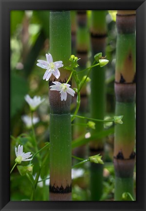 Framed Horse Tail Flowers Print