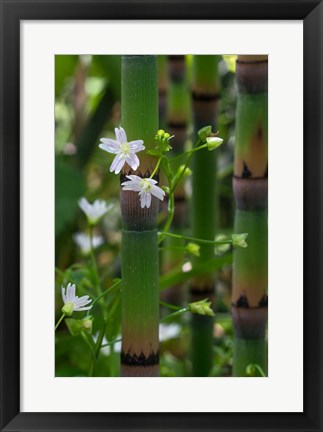 Framed Horse Tail Flowers Print