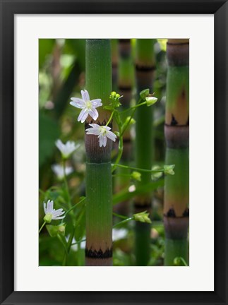 Framed Horse Tail Flowers Print