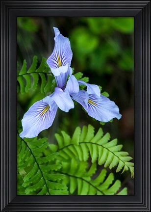 Framed Closeup Of Douglas Iris Print