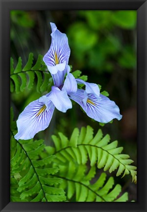 Framed Closeup Of Douglas Iris Print