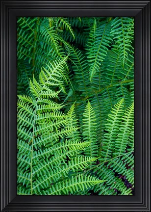Framed Bracken Fern In Nature Print