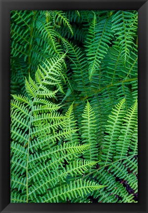 Framed Bracken Fern In Nature Print