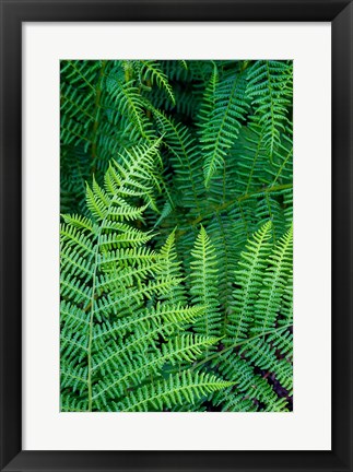 Framed Bracken Fern In Nature Print
