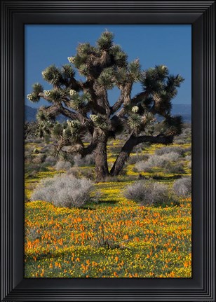 Framed Mojave Desert Joshua Tree Print