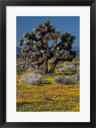 Framed Mojave Desert Joshua Tree Print