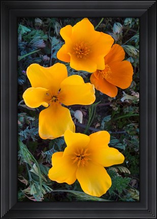 Framed Early Blooming Golden California Poppies Print