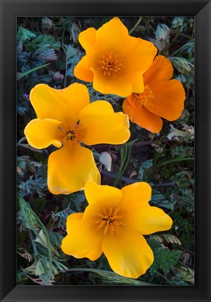 Framed Early Blooming Golden California Poppies Print