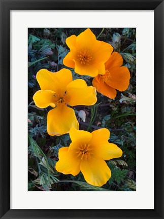 Framed Early Blooming Golden California Poppies Print