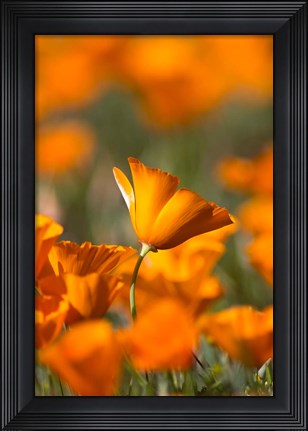 Framed Detail Of Golden California Poppy In Antelope Valley Print