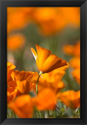 Framed Detail Of Golden California Poppy In Antelope Valley Print