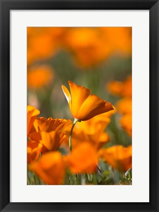 Framed Detail Of Golden California Poppy In Antelope Valley Print