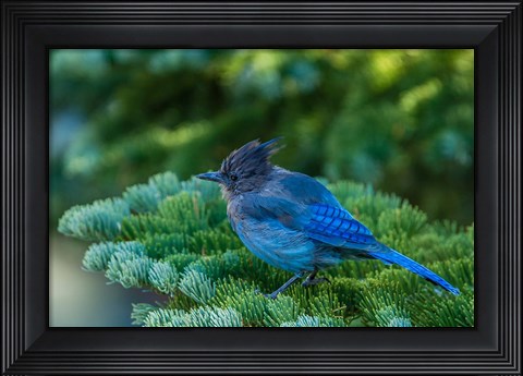 Framed Steller&#39;s Jay Perched On A Fir Bough Print