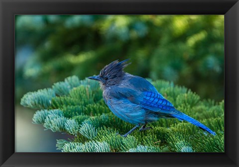 Framed Steller&#39;s Jay Perched On A Fir Bough Print