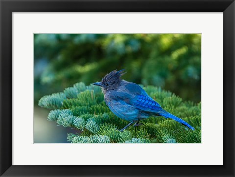 Framed Steller&#39;s Jay Perched On A Fir Bough Print