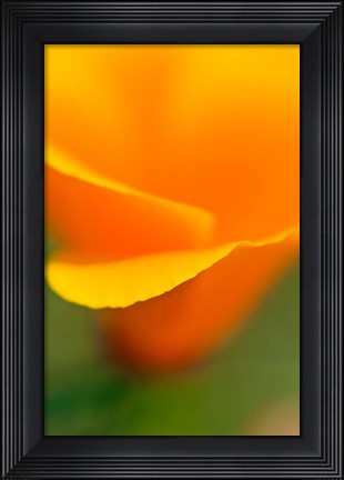 Framed Macro Shot Of Golden California Poppy Print