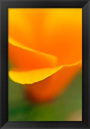 Framed Macro Shot Of Golden California Poppy Print