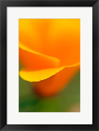 Framed Macro Shot Of Golden California Poppy Print