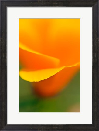 Framed Macro Shot Of Golden California Poppy Print