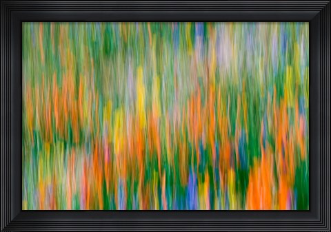 Framed Wildflower Abstraction, Angeles National Forest Print