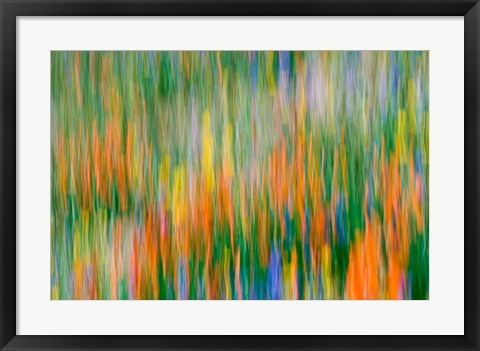 Framed Wildflower Abstraction, Angeles National Forest Print