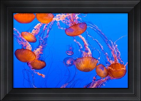 Framed Sea Nettles Dancing At The Monterey Bay Aquarium Print