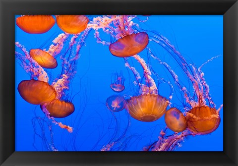 Framed Sea Nettles Dancing At The Monterey Bay Aquarium Print