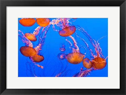 Framed Sea Nettles Dancing At The Monterey Bay Aquarium Print