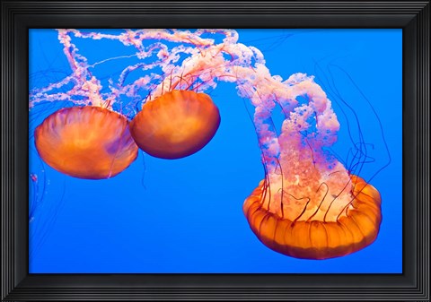 Framed Three Sea Nettles At The Monterey Bay Aquarium Print
