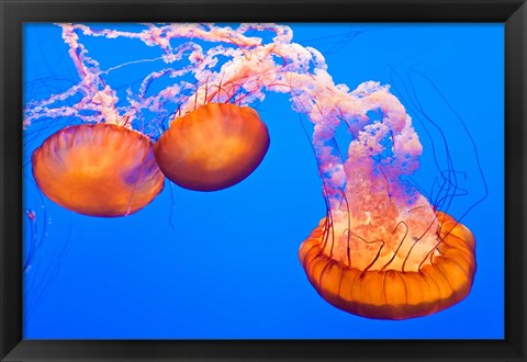 Framed Three Sea Nettles At The Monterey Bay Aquarium Print