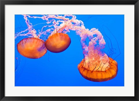 Framed Three Sea Nettles At The Monterey Bay Aquarium Print