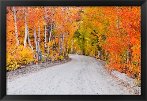 Framed Autumn In The Inyo National Forest Print