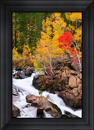 Framed Autumn Along Bishop Creek Print