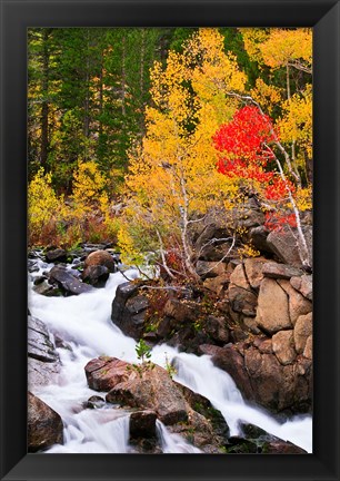 Framed Autumn Along Bishop Creek Print