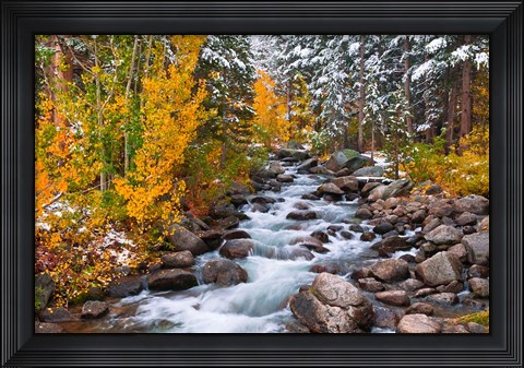 Framed Fresh Snow Along Bishop Creek Print