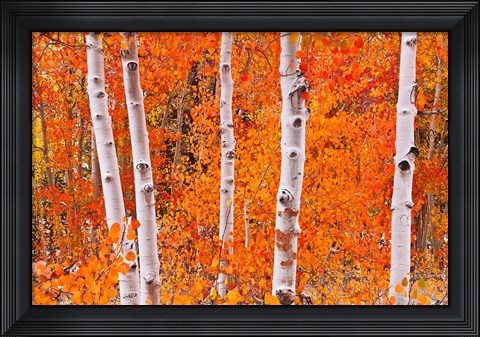 Framed Bright Autumn Aspens Along Bishop Creek Print