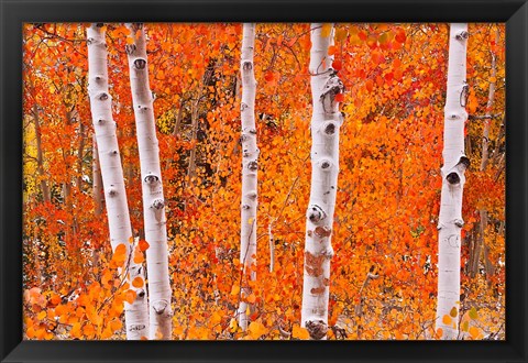 Framed Bright Autumn Aspens Along Bishop Creek Print