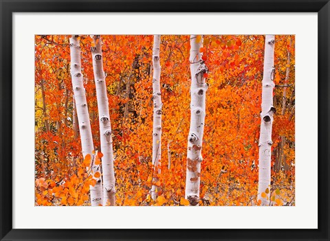 Framed Bright Autumn Aspens Along Bishop Creek Print