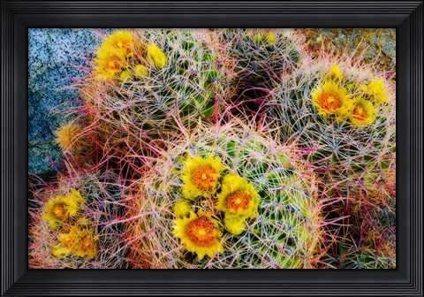 Framed Barrel Cactus In Bloom Print