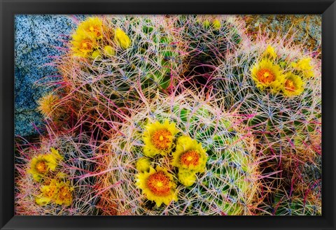 Framed Barrel Cactus In Bloom Print