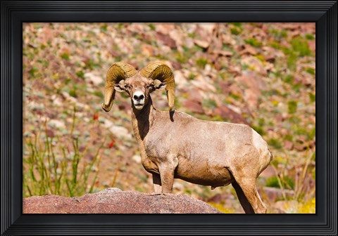 Framed Peninsular Bighorn Sheep Print