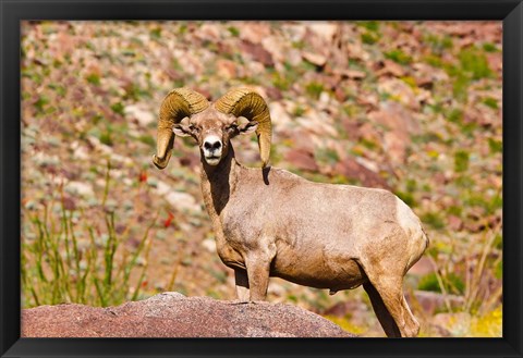 Framed Peninsular Bighorn Sheep Print